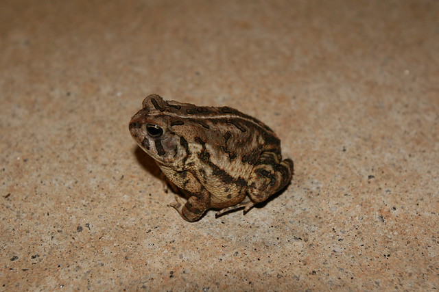 frog in backyard | Flickr - Photo Sharing!