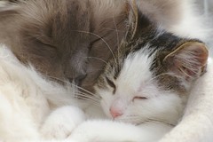 Najim and Kaylee sleeping together by Mandy Verburg