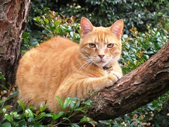 Gingerkillercat - Fritz our cat