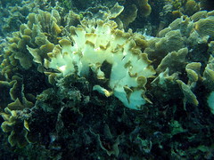 2007年七月，在加勒比海高達華氏80度的水溫之中，許多珊瑚發生白化現象。Ken Clifton攝