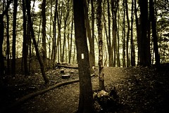 spooky woods set