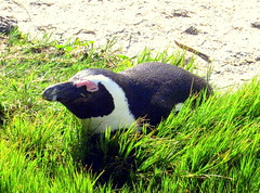 South Africa. Cape Peninsula, African Penguins' Colony
