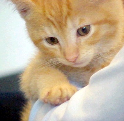 Kitten Orange Tabby