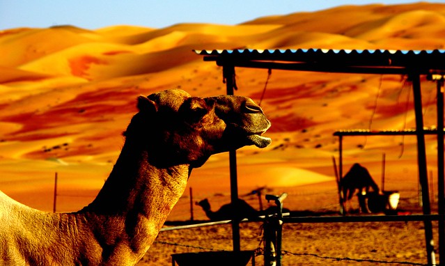 Camel camp, Liwa Desert