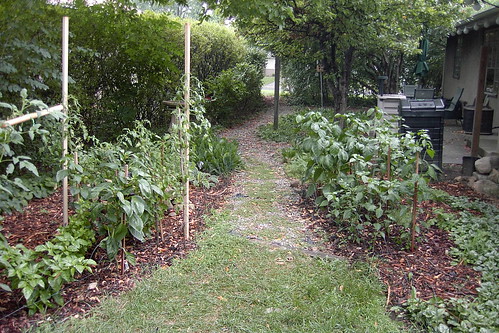 Garden and path