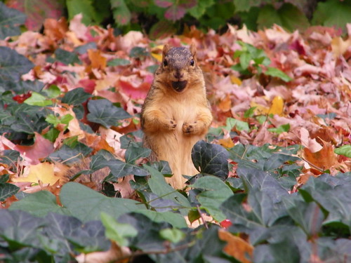 132/365/862 (October 21, 2010) - Squirrels on Campus at University of Michigan