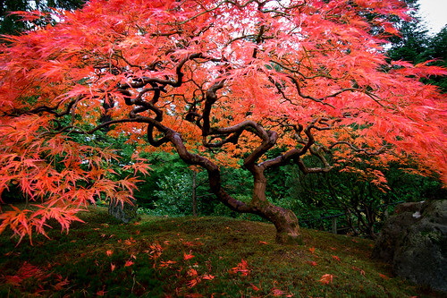 Portland Japanese Garden, Portland OR