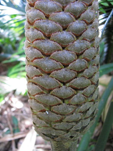 Stangeria eriopus: male cone.