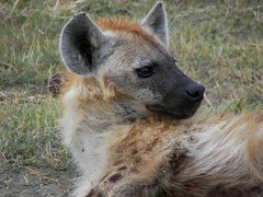 Day 08 Ngorongoro - Hyenas