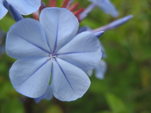 blue flower pictures