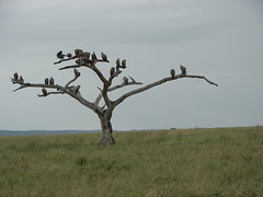 Day 07 Serengeti - Birds