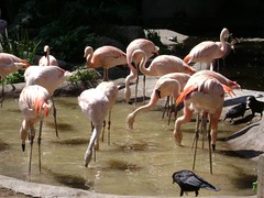 Flamingo / Flamant