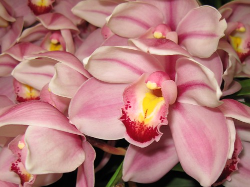 orchid flower pictures