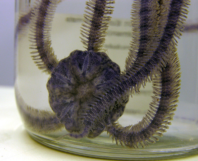 Brittle star in the FLMNH collections, Gainesville, Florida