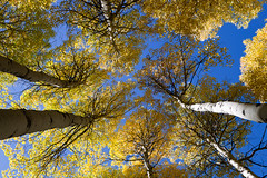 Fall Color - Eastern Sierras