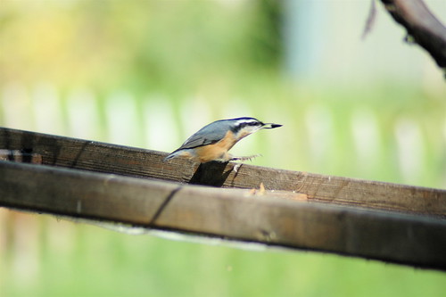 hallo, red-breasted nuthatches!