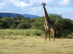 -Day 04 Manyara Giraffes