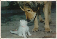 Cani&Gatti
