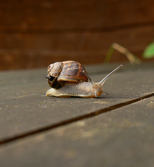 June 07 Snails!