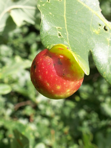 Cherry Gall on Oak, by Ashley Wood