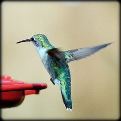 hummingbirds