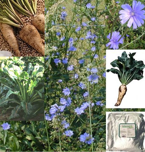 Chicory plant