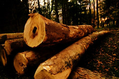 Lumber Jack's work