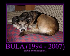 My dog Bula (tribute album)