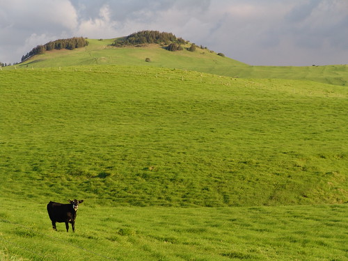 Cow near Waimea