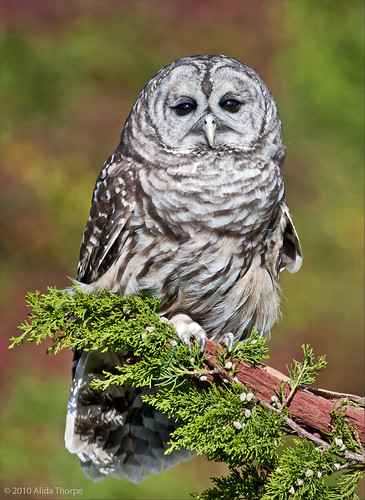 Barred Owl, captured by Alida's Photos