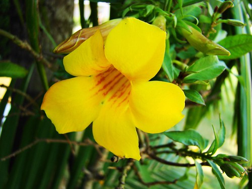 tropical flowers pictures