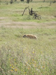 Day 06 Serengeti - Scavengers