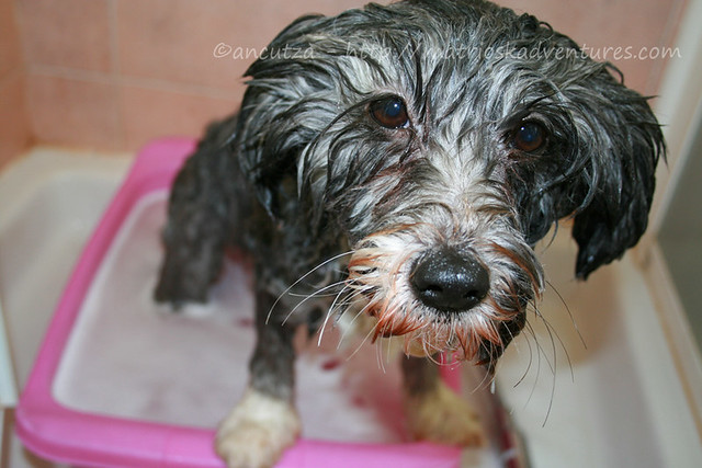 foto cane bagnato lavare il cane