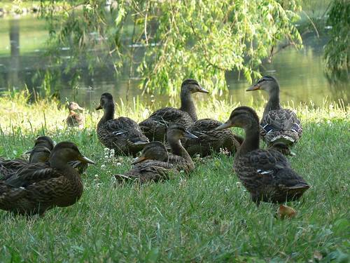 Duck Pond: Female Mallards