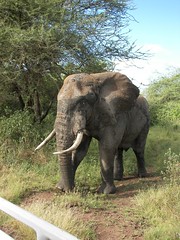 Day 04 Manyara First Elephant Encounter