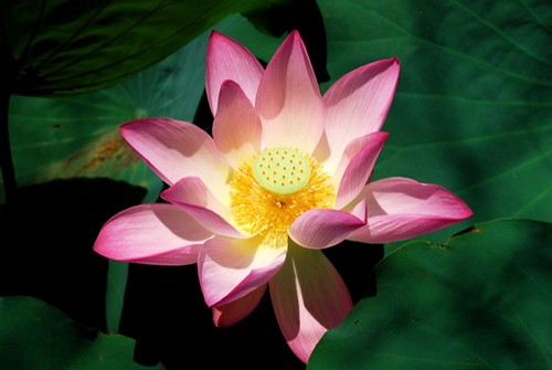 lotus flower photos