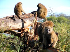 Day 06 Serengeti - Birds, monkeys, bugs