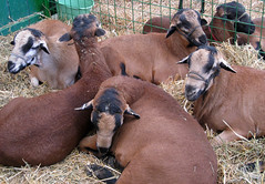 Blackbelly sheep at the fair
