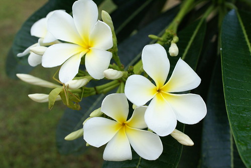 magnolia flower pictures