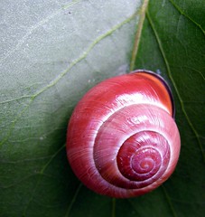 Snails 