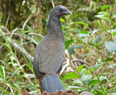 Colombia Cracidae
