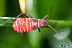 Red Aphid