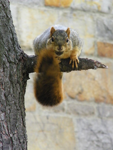 Squirrels on Campus at University of Michigan
