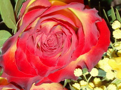 Rosen, Rosas, Roses