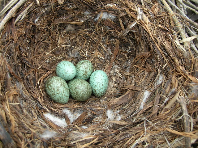 American Crow Eggs Flickr Photo Sharing