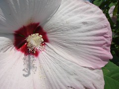 Hibiscus and other Malvaceae (except cotton)