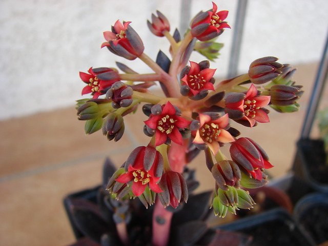 Echeveria affinis flower