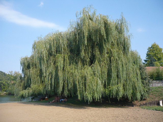 Weeping Willow, Salix triandra