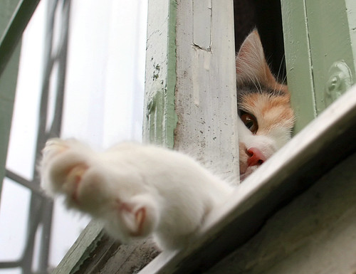 Curious Window Cat