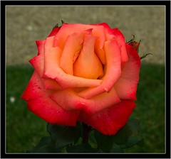 Journée de la rose 2007 (Pentax)